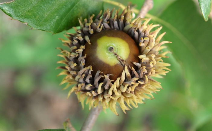 以價(jià)值為取向，探索栓皮櫟、橡木軟木的現(xiàn)代經(jīng)濟(jì)價(jià)值