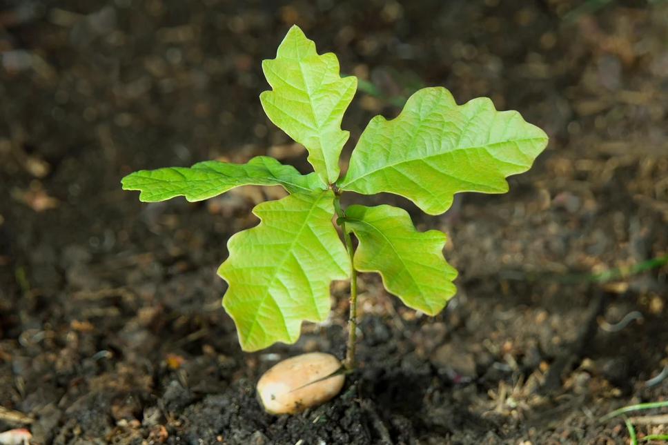 呵護橡木保護森林