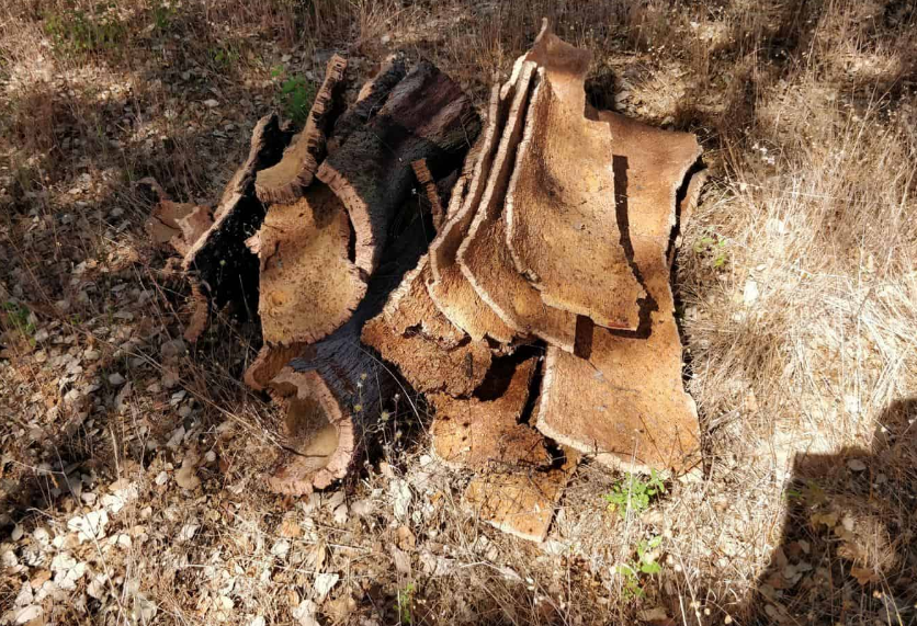 天然軟木的來(lái)源