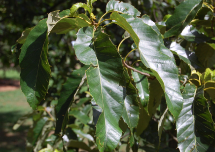 在秋末冬初，如何養護栓皮櫟保障軟木質量