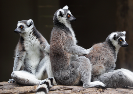 在哺育期的狐猴可以用軟木顆粒材料保護幼崽嗎
