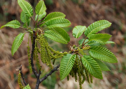 栓皮櫟適合人工種植嗎？種植需要注意的6個問題